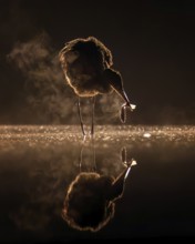 Grey Heron (Ardea cinerea) with fish prey in its beak, Kiskunsag National Park, Hungary