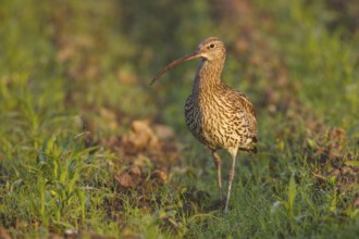 Eurasian Curlew (Numenius arquata), North Rhine-Westpalia, Germany