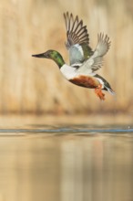 Northern Shoveler (Anas clypeata) swimming in a pond in Manitoba, Canada