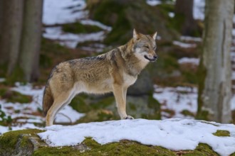 A wolf standing on a snow-covered rock in the forest, Wolf (Canis Lupus), Germany