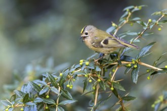 Goldcrest (Regulus regulus) male singing, Mecklenburg-Western Pomerania, Germany