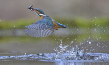 Kingfisher (Alcedo atthis), taking off from the water with a fish in its beak, Lechauen, Bavaria,
