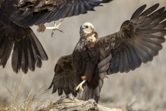 Western Marsh Harrier (Circus aeruginosus) female fighting, Castile-La Mancha, Spain
