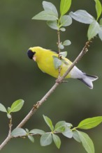 American Goldfinch (Spinus tristis) male, Ontario, Canada