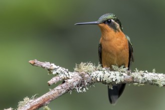 White-throated Mountain-Gem (Lampornis castaneoventris) perched on a branch in Panama