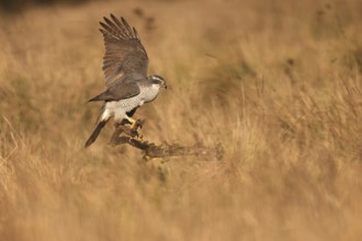 A female Northern Goshawk poised elegantly on a branch in a golden meadow, wings partially spread,