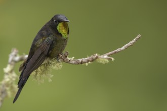 Black-backed Thornbill (Ramphomicron dorsale) perched on a branch in the mountains of Colombia,