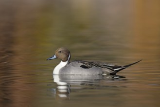 Northern Pintail (Anas acuta) male, Arizona, USA