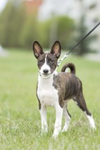 Small basenji puppy enjoy an outdoor walk with his owner, showcasing his playful and curious nature