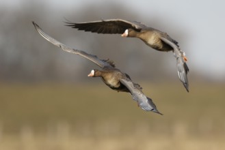 Greater White-fronted Goose (Anser albifrons) flying, North Rhine-Westphalia, Germany