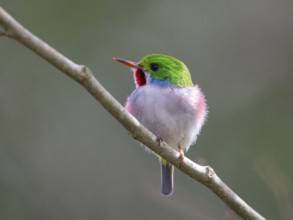 Cuban Tody (Todus multicolor) perched on a branch, Cuba