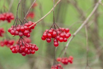 Snowball (Viburnum opulus), Germany