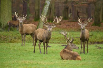Four stags with magnificent antlers standing and lying on a green meadow in the forest, red deer