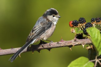 Long-tailed Tit (Aegithalos caudatus), Castile-La Mancha, Spain