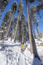 Ski tourer in a snowy winter forest, ascent to the Teufelstättkopf, snowy mountain landscape,