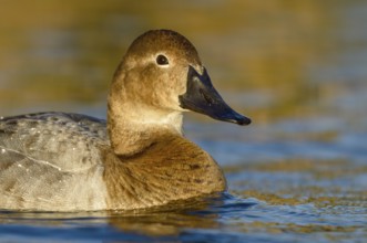 Canvasback (Aythya valisineria) female, Arizona, USA