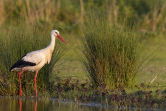 Weißstorch, White Stork, Ciconia ciconia, Cigogne blanche, Cigüeña Blanca, Cigüeña Común