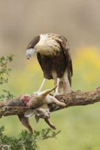 Northern Crested Caracara (Caracara cheriway) juvenile, Texas, USA