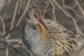 Water Rail (Rallus aquaticus) sits on branches in the swamp. It has grey feathers and stripes.