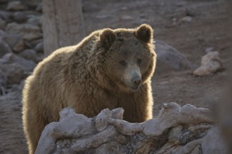 A majestic brown bear stands amidst in wild sanctuary, its fur glowing in the soft sunlight. The