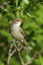 Olivenspötter, Hippolais olivetorum, Olive-tree Warbler, Hypolaïs des oliviers, Zarcero Grande