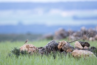 Eurasian Skylark (Alauda arvensis) perched on a rock, Castile and Leon, Spain