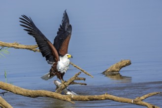 Black eagle hunting, prey, fish, (Haliaeetus vocifer), Africa, Zambia