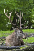Red deer (Cervus elaphus) stag with big antlers resting at edge of forest during the rutting season