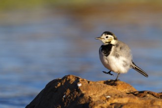 White Wagtail (Motacilla alba), Castile-La Mancha, Spain