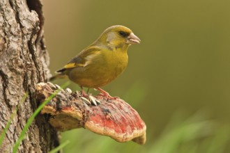 European Greenfinch (Chloris chloris), Bavaria, Germany