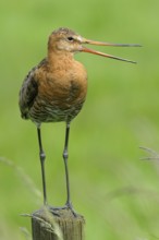 Uferschnepfe (Limosa limosa), Black-tailed Godwit, rufender Altvogel auf Sitzwarte, Mai, Nijkerk,