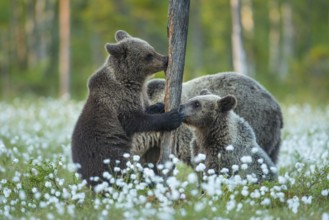 Eurasian Brown Bear (Ursus arctos) mother with cubs in white cottongrass, Finland