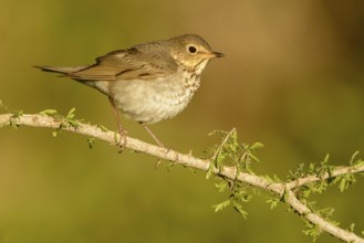 Swainson's Thrush (Catharus ustulatus), Texas, USA