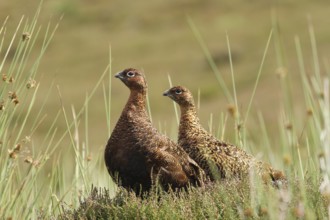 Red Grouse (Lagopus lagopus scotica), Scottish Highlands, United Kingdom