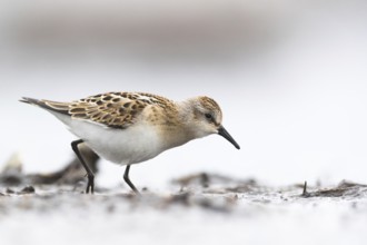 Little Stint (Calidris minuta) foraging on shoreline, Mecklenburg-Western Pomerania, Germany