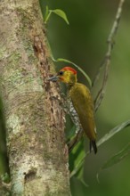 Yellow-throated Woodpecker (Piculus flavigula) perched on a branch in the rainforest of Guyana