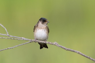 Tree Martin (Petrochelidon nigricans) juvenle, Victoria, Australia