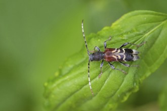 Rufous-shouldered longhorn beetle, Anaglyptus mysticus, rufous-shouldered longhorn beetle,
