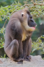 An adult male drill (Mandrillus leucophaeus) sits on a rock on the forest floor