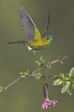 Sapphire-vented Puffleg (Eriocnemis luciani), Ecuador