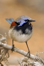 Blue-breasted Fairywren (Malurus pulcherrimus) male, Western Australia, Australia