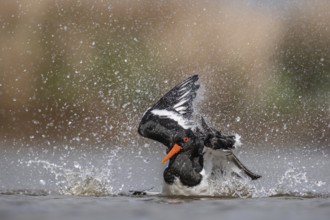 Eurasian Oystercatcher (Haematopus ostralegus) bathing, Schleswig-Holstein, Germany