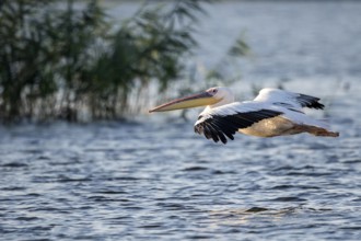 Great White Pelican (Pelecanus onocrotalus) flying, Danube Delta, Romania