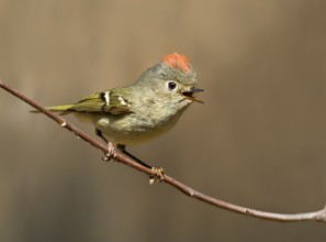 A Ruby-crowned Kinglet, Regulus calendula, singing, on a red osier branch in Saskatoon,