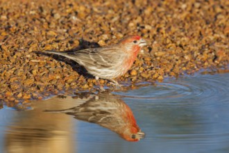 House Finch Carpodacus mexicanus Amado, Santa Cruz County, Arizona, United States 7 May Adult Male