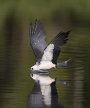 Swallow-tailed Kite (Elanoides forficatus) drinking in flight, Florida, USA
