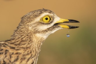 Eurasian Stone-curlew (Burhinus oedicnemus), Castile-La Mancha, Spain