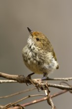 Tasmanian Thornbill (Acanthiza ewingii), Tasmania, Australia