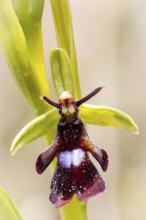 Europe, Germany, Lower Saxony, Orchids, fly orchid (Ophrys insectifera)