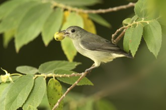 Pale-billed Flowerpecker (Dicaeum erythrorhynchos) feeding on fruit, Welimada, Sri Lanka